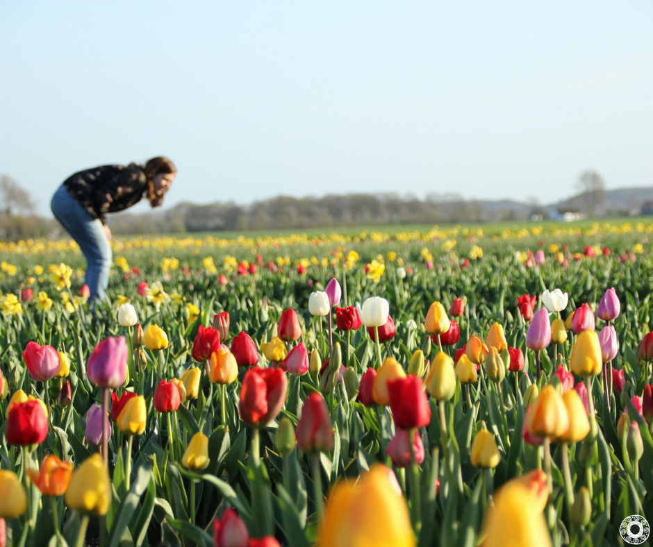 Tulpen plukken in Zeeland