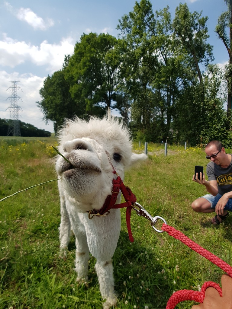 Romantisch daten tussen de Alpacca’s in Nieuwdorp